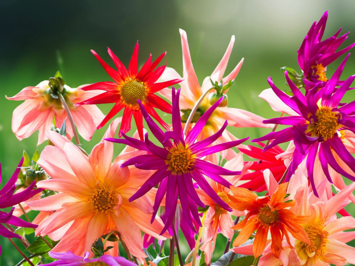 25 Seeds Dahlia Cactus Mix Flower Perennial Bloom Garden Cut Flowers