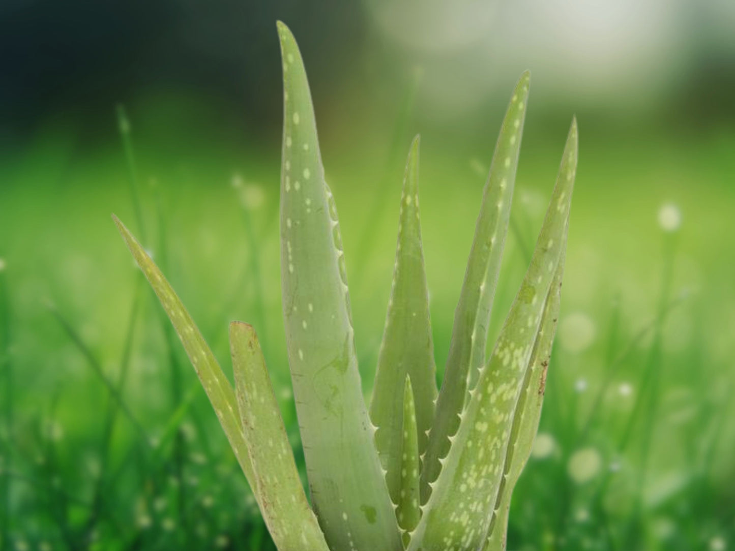 Aloe Vera Live Plant - Organic Rooted Succulent Pups - Barbadensis - 1 Starter Plant