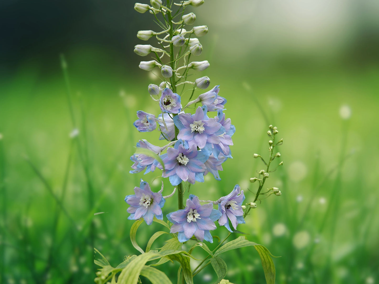 50 Lavender Delphinium Seeds Perennial Flower Garden Seeds