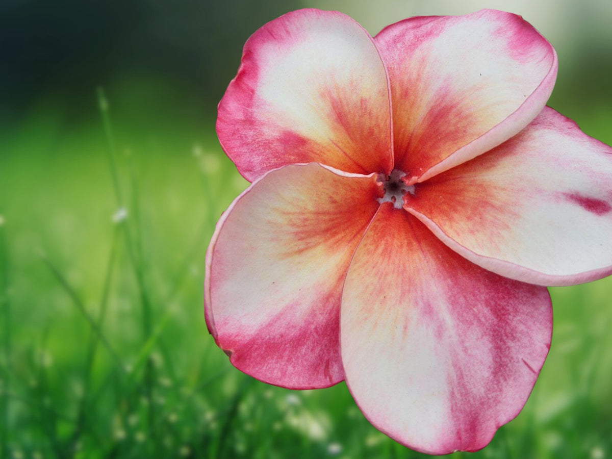 5 Pink White Plumeria Seeds - Fragrant Tropical Flower Perennial