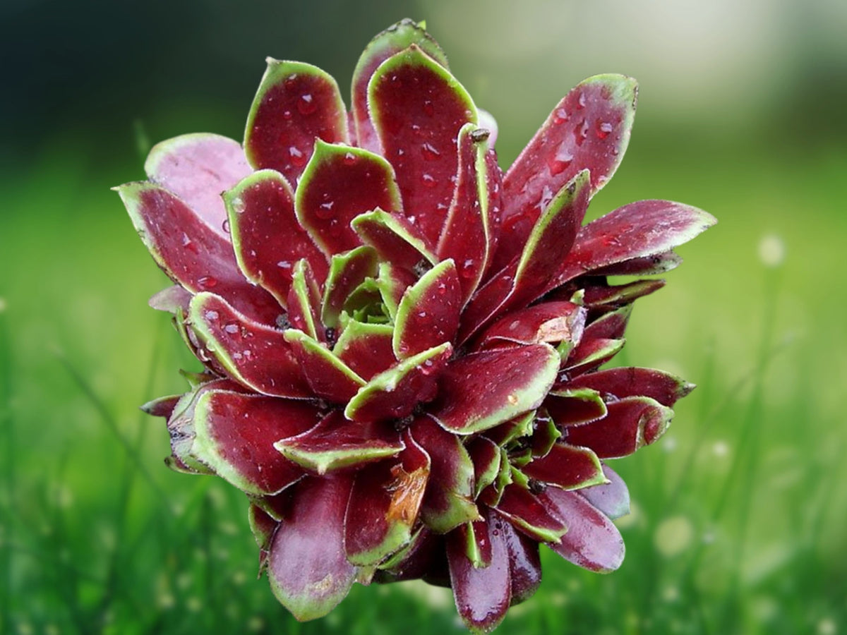 Aeonium 'Firecracker' Succulent Plant in 2" Pot - Colorful Rosette Succulent