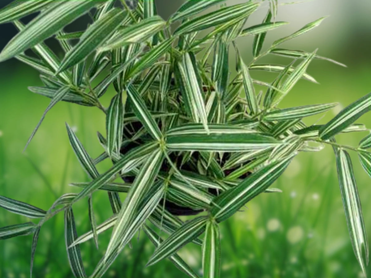 50 Dwarf White Stripe Bamboo Seeds – Clumping Privacy Plant for Gardens