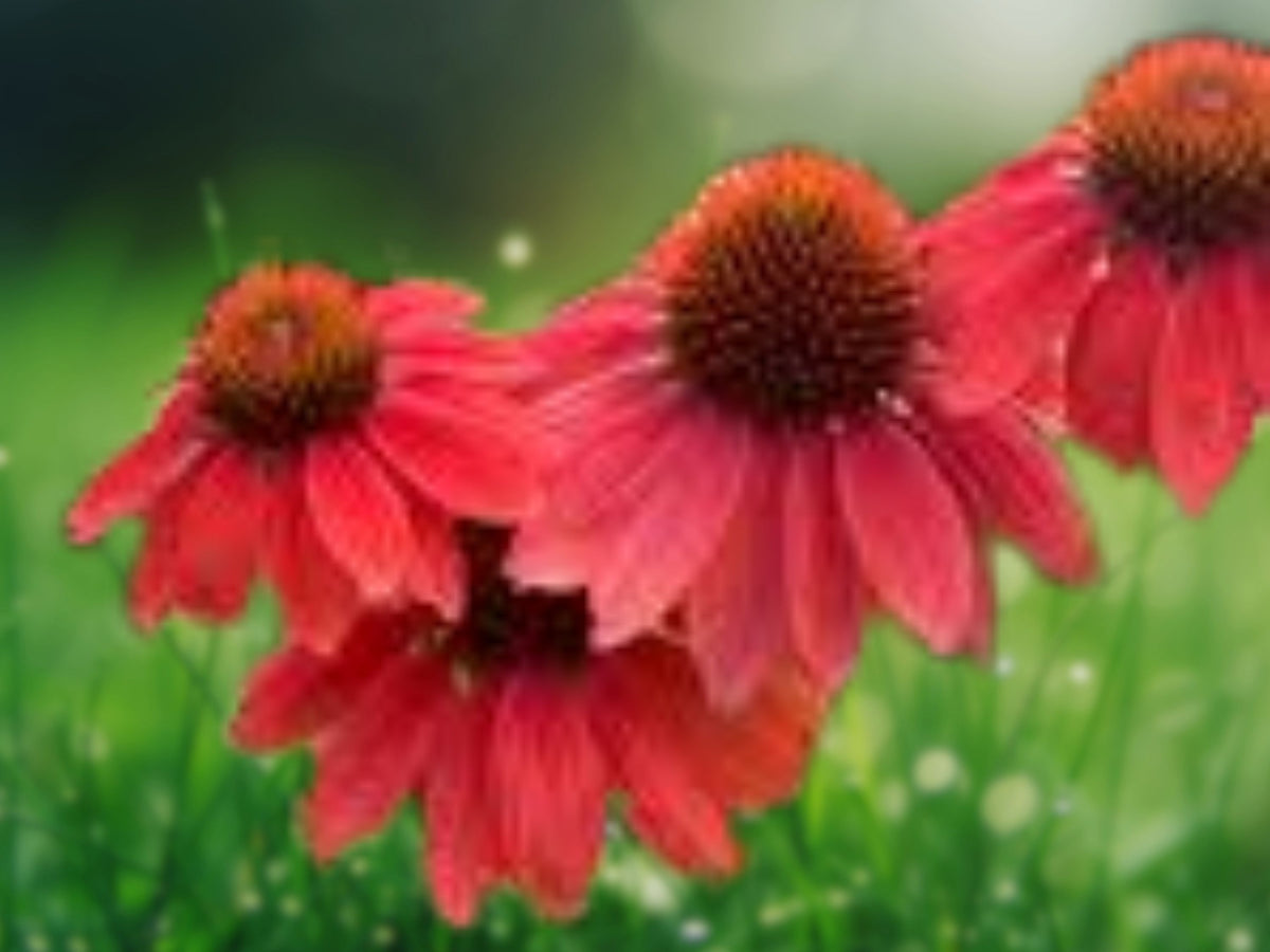 50 Firefinch Coneflower Seeds - Echinacea Perennial Flower Seeds