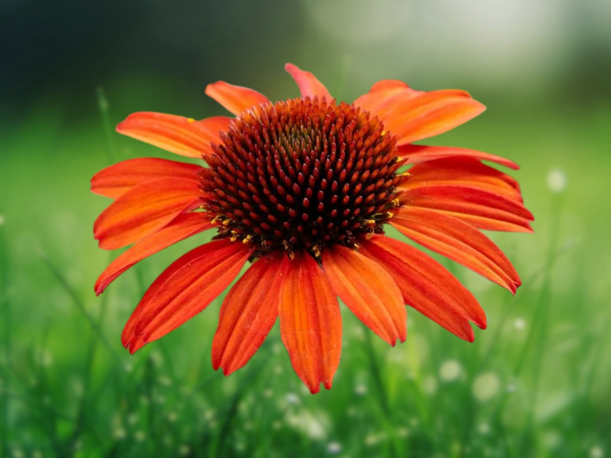 50 Orange Coneflower Seeds - Echinacea Perennial Flower Seeds for Planting