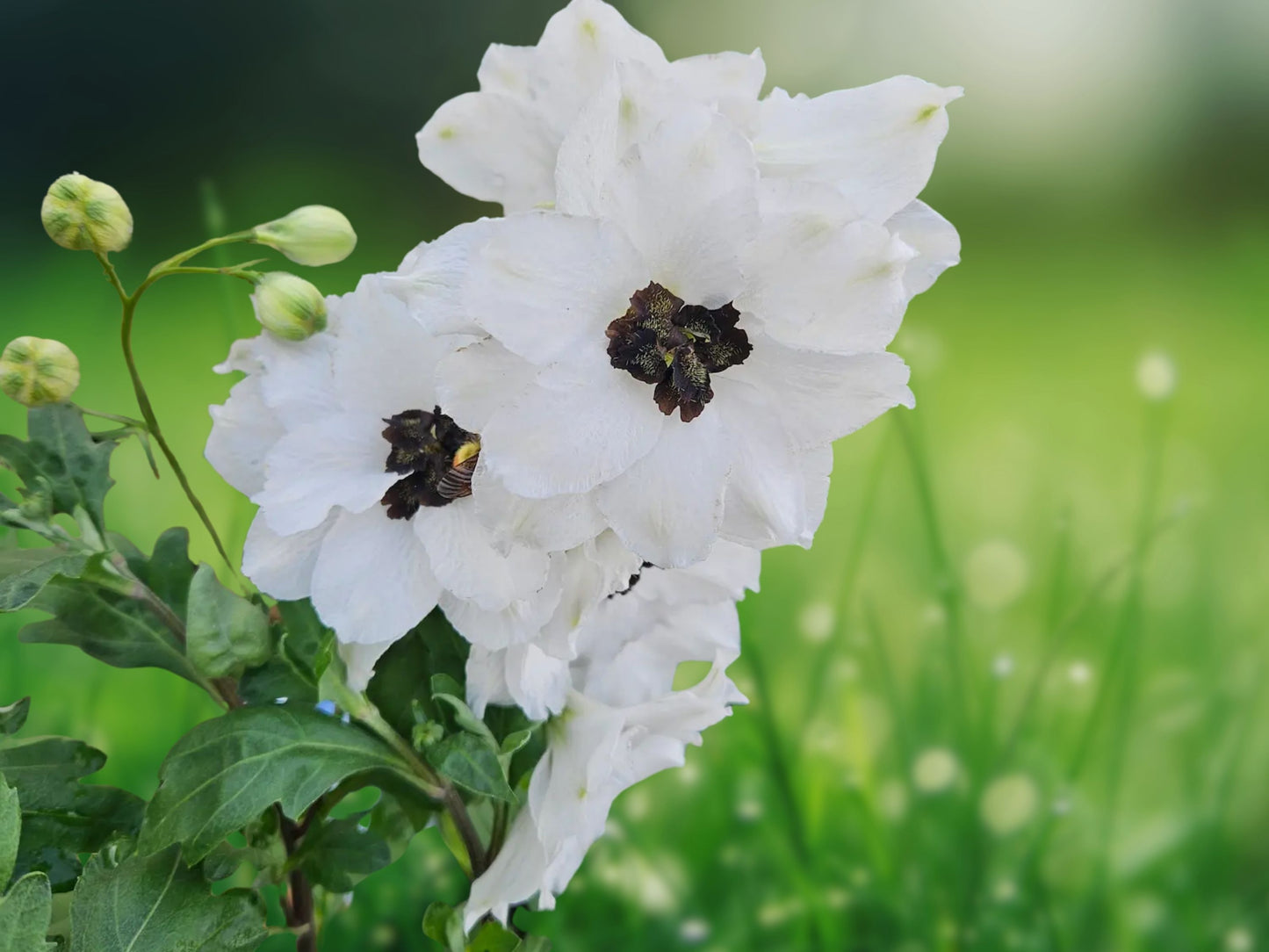 50 White Dark Bee Delphinium Seeds Perennial Garden Flower Seed
