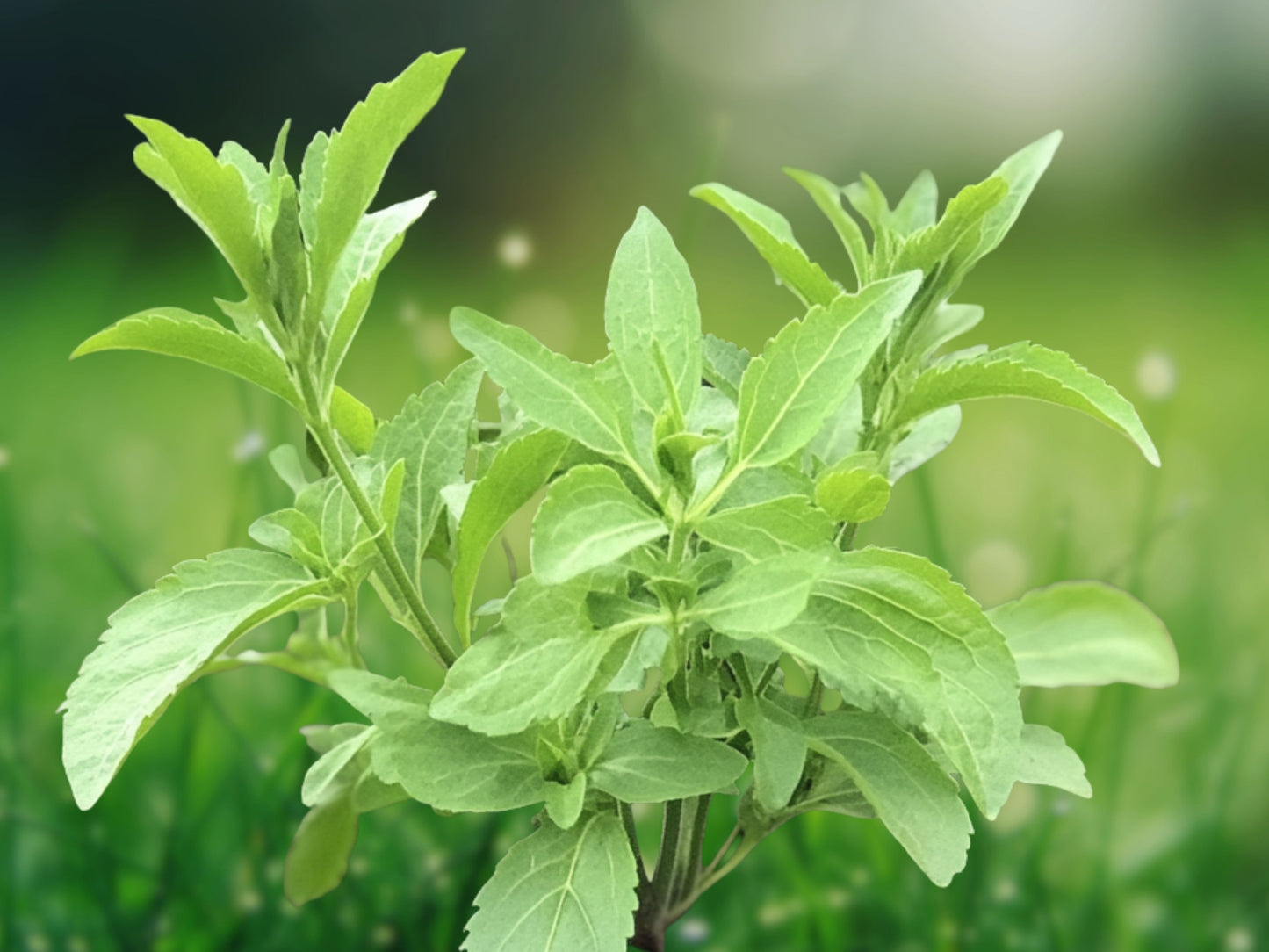 250 Stevia Sweetleaf Herb Seeds for Planting - Natural Sugar Plant, Stevia rebaudiana