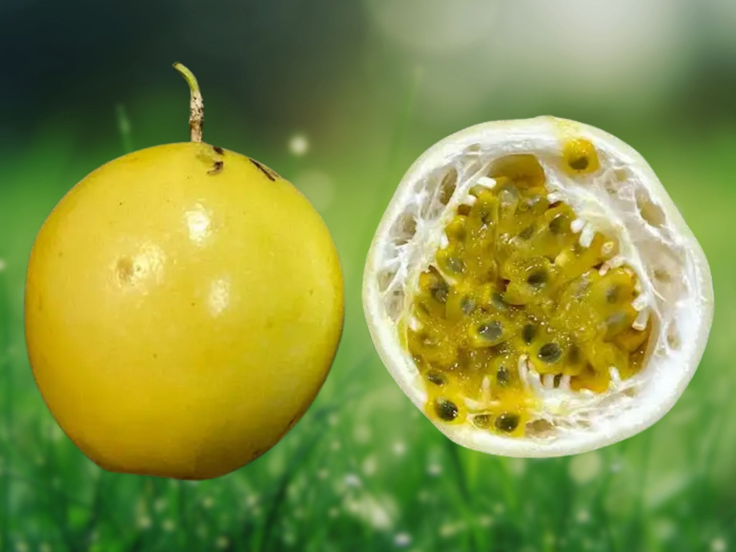 30 Seeds Yellow Passion Fruit - Sweet Granadilla (Passiflora ligularis) - Tropical Vine, Edible Fruit