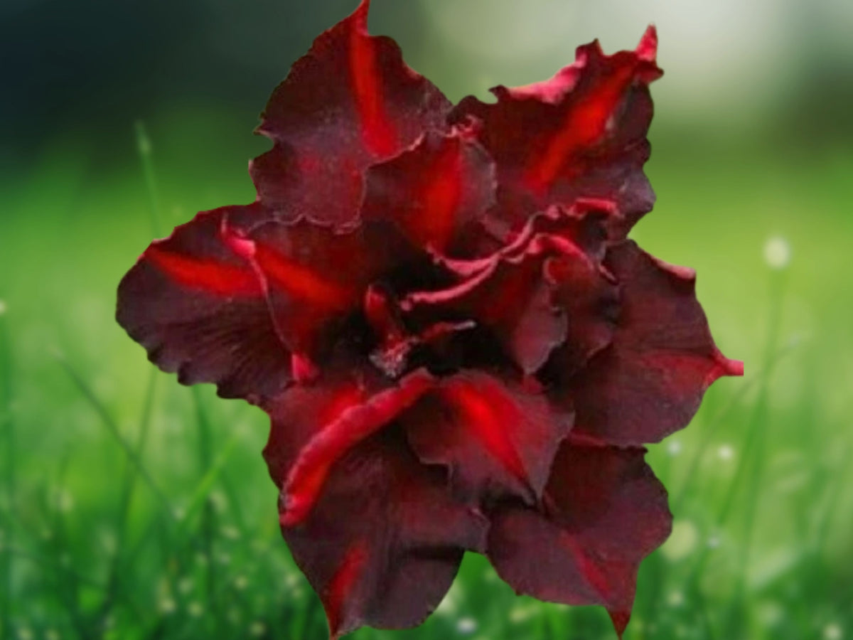4 Dark Red Desert Rose Seeds - Adenium Flower Perennial