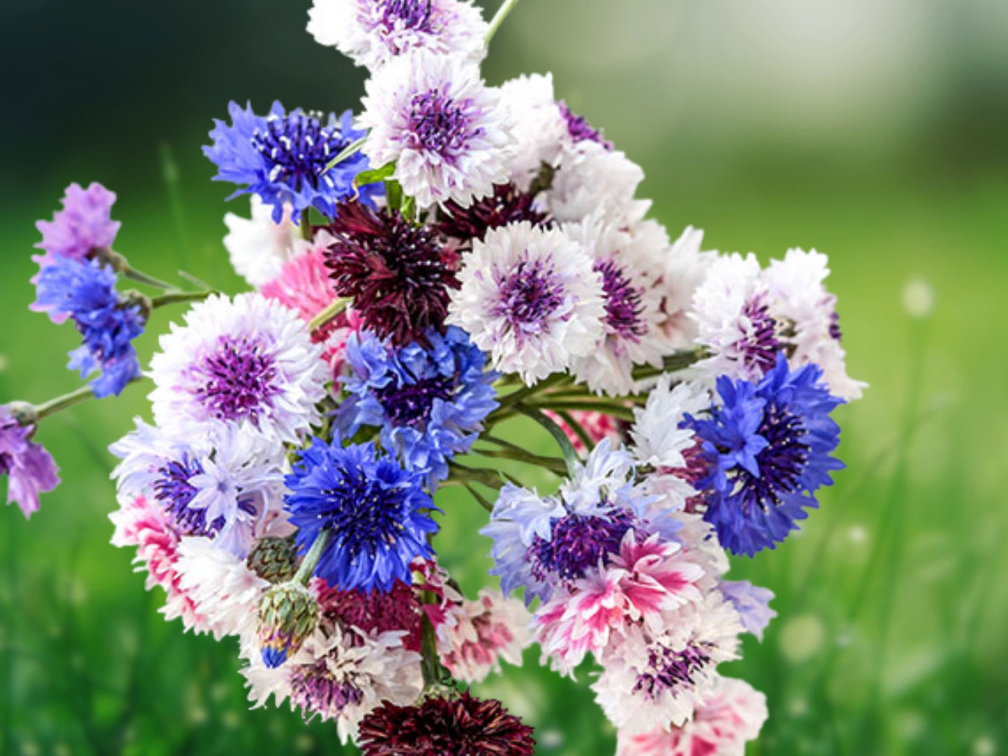50 Classic Artistic Bachelor's Button Seeds Annual Flower Garden