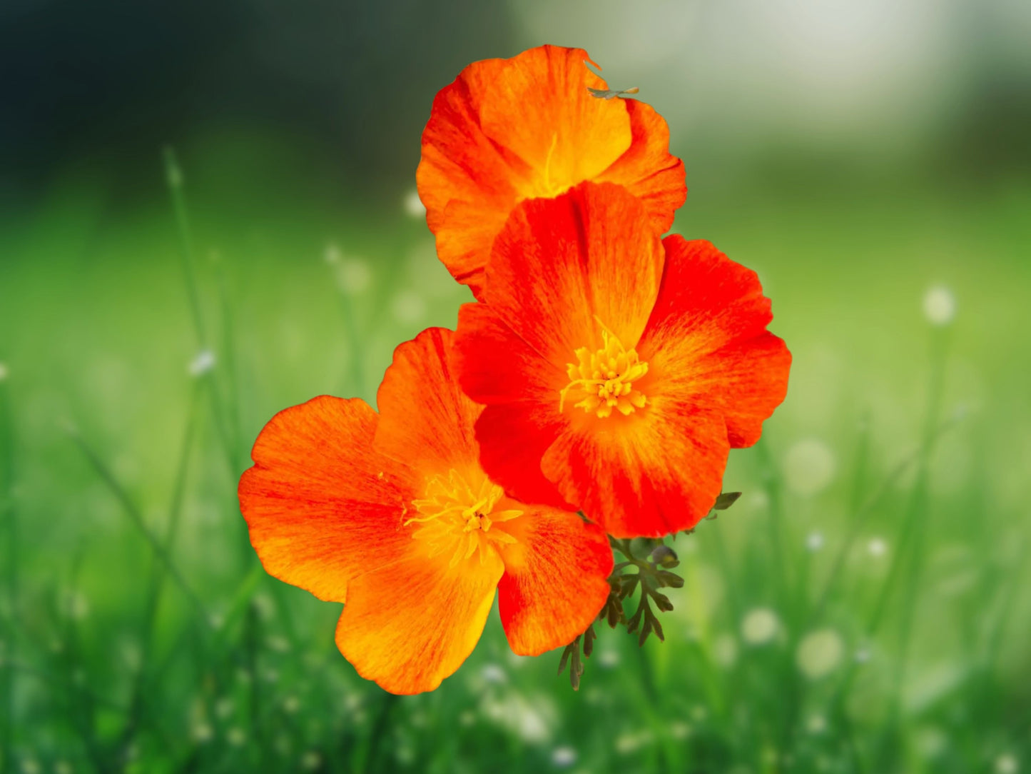 200+ Red Chief California Poppy Seeds | Non-GMO Fast Growing Wildflower | Free Shipping