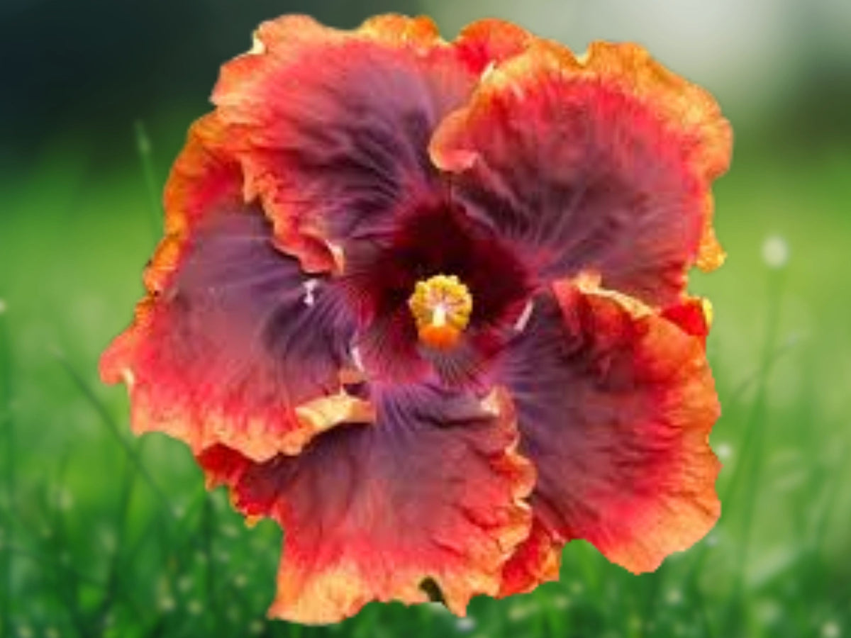 20 Hibiscus Seeds – Red Purple Orange Flower Seeds for Planting