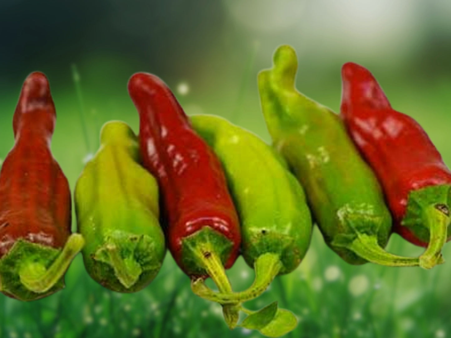 30 Sweet Pepperoncini Pepper Seeds - NON-GMO Heirloom Italian Mild Pepper for Garden, Pickling, Fresh Eating