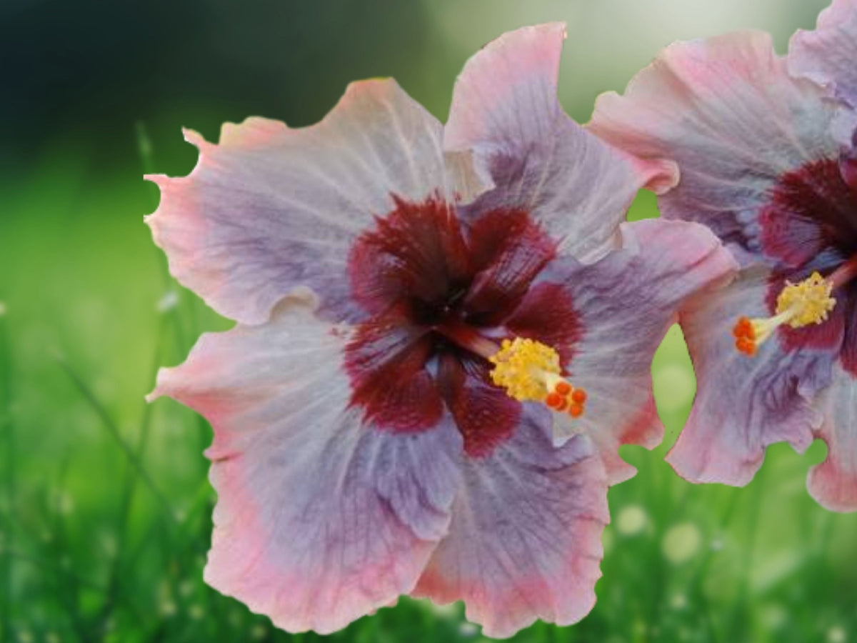 20 Pink Grey Purple Hibiscus Seeds – Perennial Flower Seeds for Planting