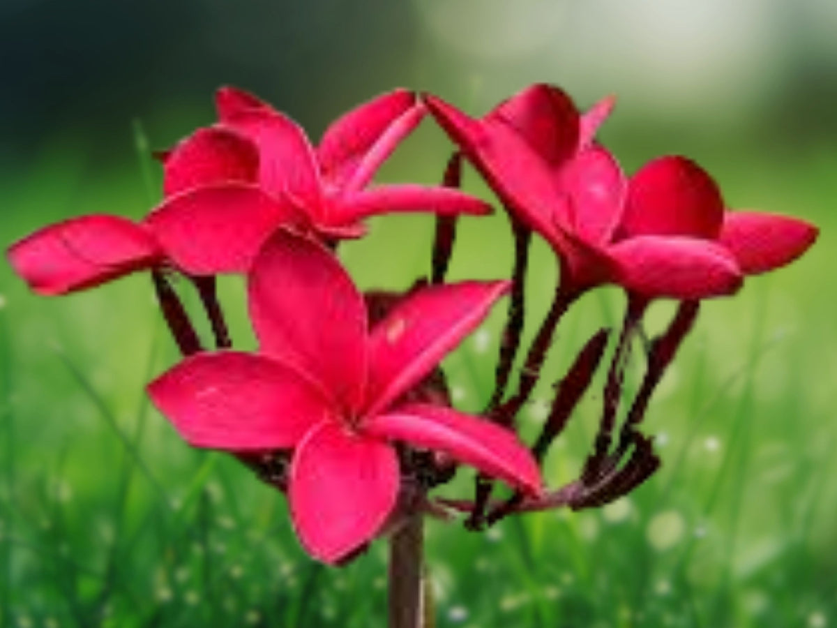 5 Bright Red Plumeria Seeds - Hawaiian Lei Flower, Perennial Bloom