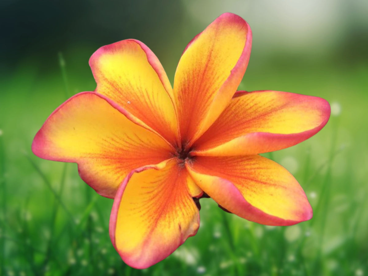 5 Bright Yellow Plumeria Seeds for Planting | Fragrant Tropical Flower