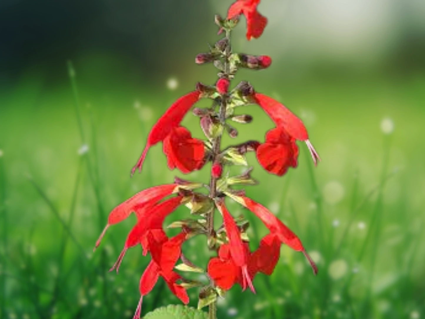50 Red Salvia Seeds | Perennial Flower Seeds for Hummingbirds & Pollinators