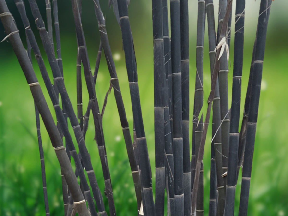 50 Tropical Black Bamboo Seeds for Privacy Screen – Clumping Shade Bamboo