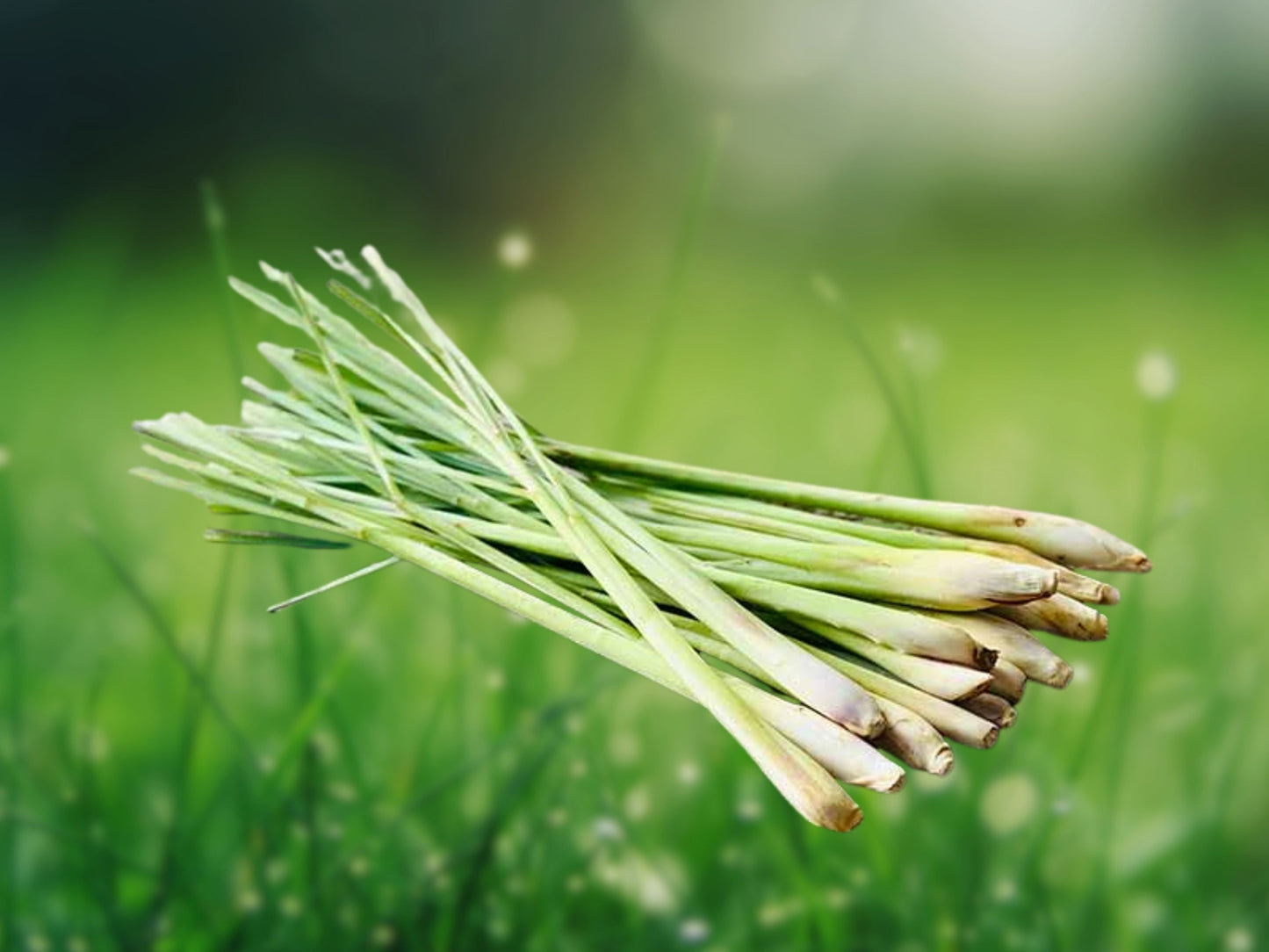5 Live Lemongrass Stalks Plugs Cymbopogon Citratus Herb Plant Healthy Lemon Grass