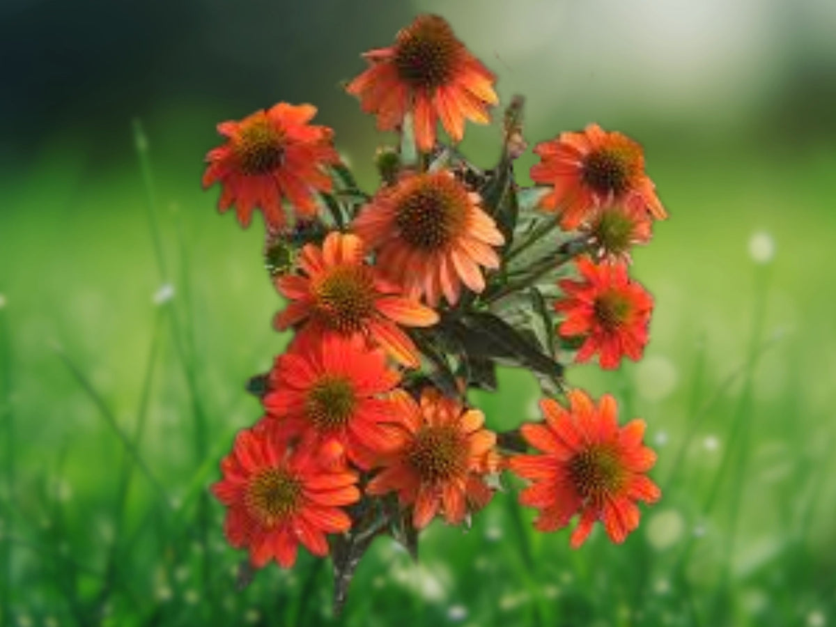 50 Adobe Orange Coneflower Seeds - Echinacea Perennial Flower Seeds