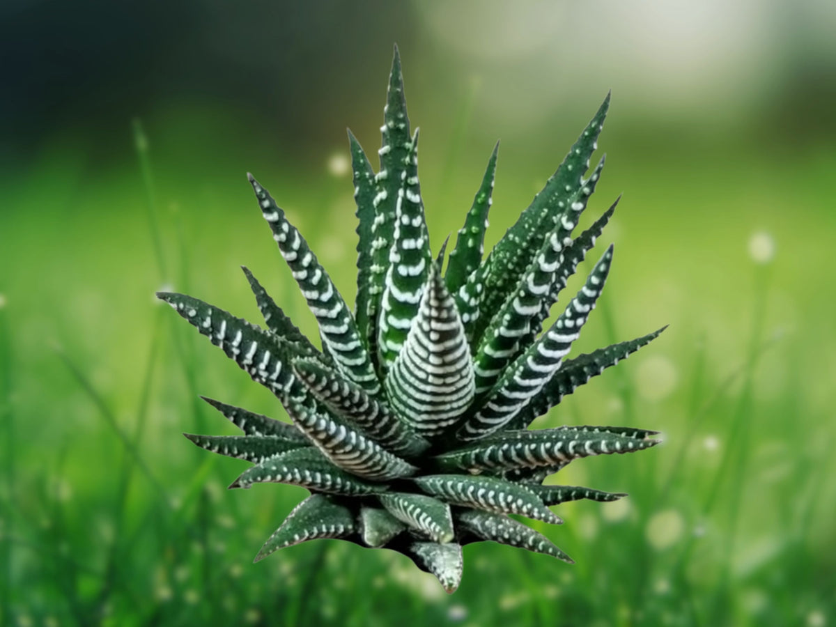 Zebra Haworthia Starter Plant - Haworthia fasciata Succulent