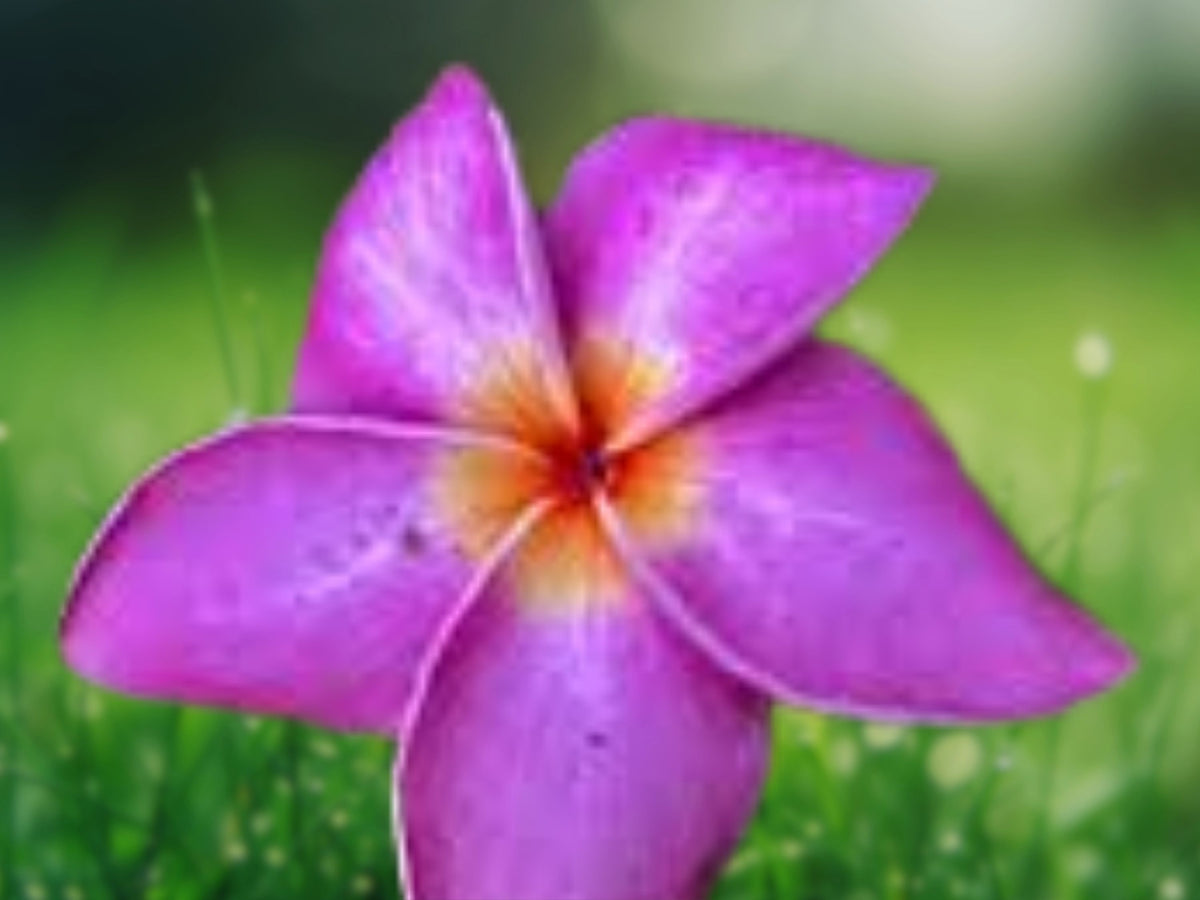 5 Purple White Plumeria Seeds - Perennial Flower Seeds for Planting