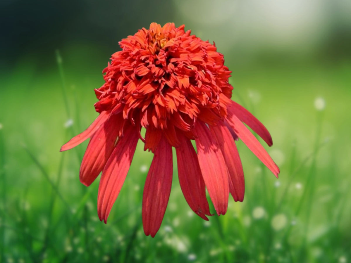 50 Mandarin Double Scoop Coneflower Seeds Echinacea Perennial Flowers