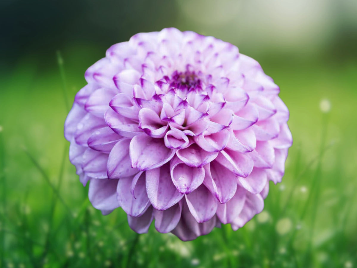 25 Genova Dahlia Seeds - Perennial Flowering Seeds for Planting