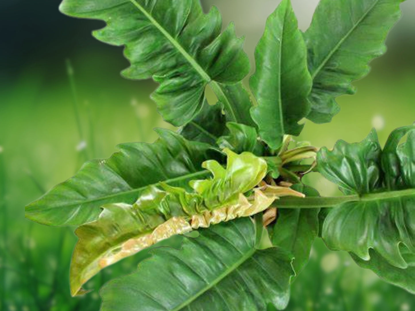 Philodendron Narrow 'Jungle Boogie' 'Tiger's Tooth' 1 Starter Plant