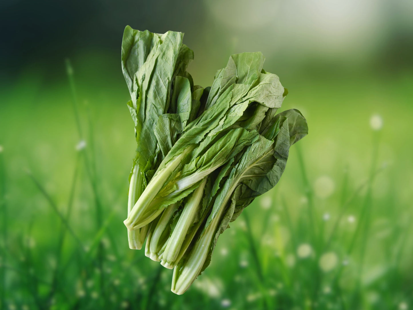 2,000 Chinese Mustard Green Seeds (Gai Choy) | Non-GMO Heirloom Vegetable Seeds for Planting