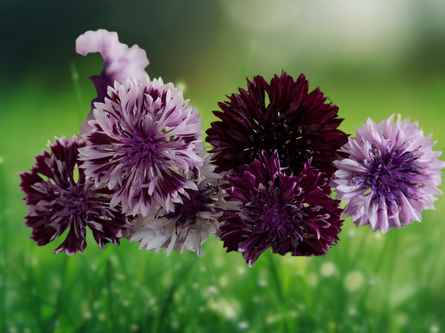 50 Classic Magic Bachelor's Button Seeds Annual Flower