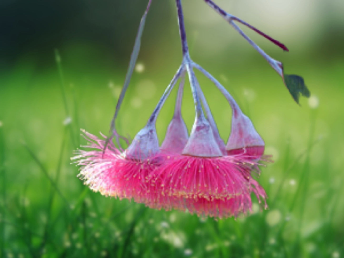50 Silver Princess Gum Eucalyptus Seeds - Eucalyptus caesia - Stunning Pink Flowers