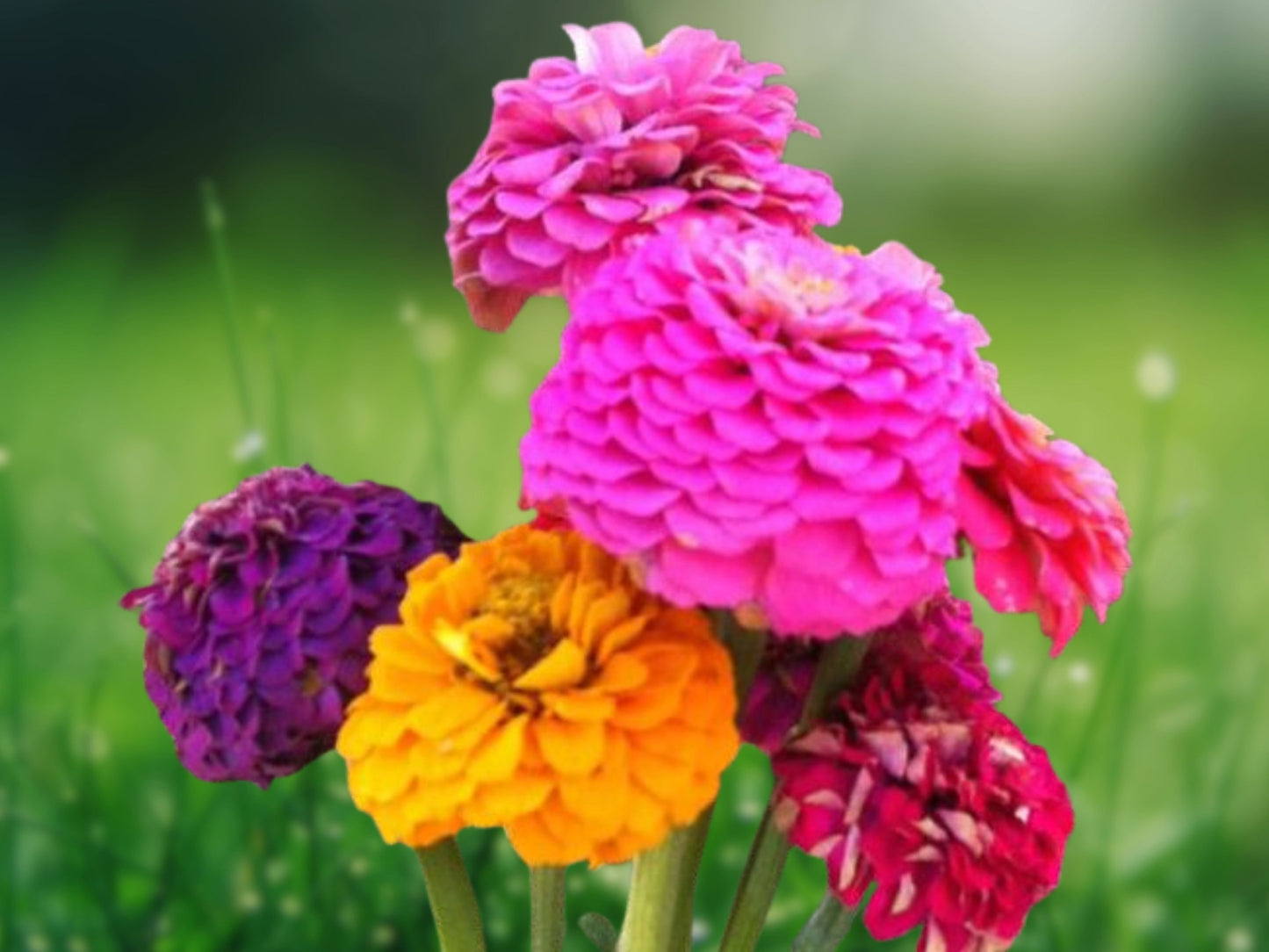 Lilliput Zinnia Seeds Mix | Zinnia Elegans | Colorful Flowers | Fast Shipping