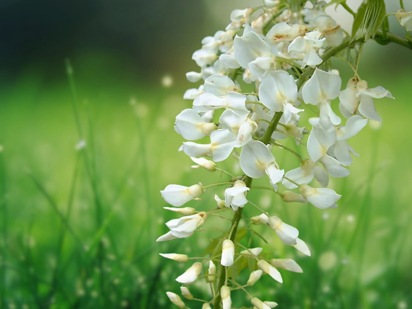 5 Seeds Silky White Wisteria - Fragrant Climbing Perennial Vine