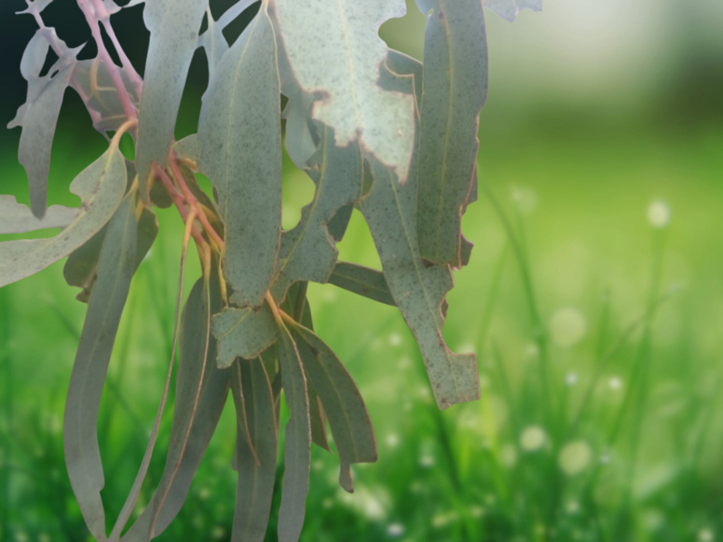 50 Spinning Gum Eucalyptus Seeds - Tree, Perennial Flower, Eucalyptus Perriniana