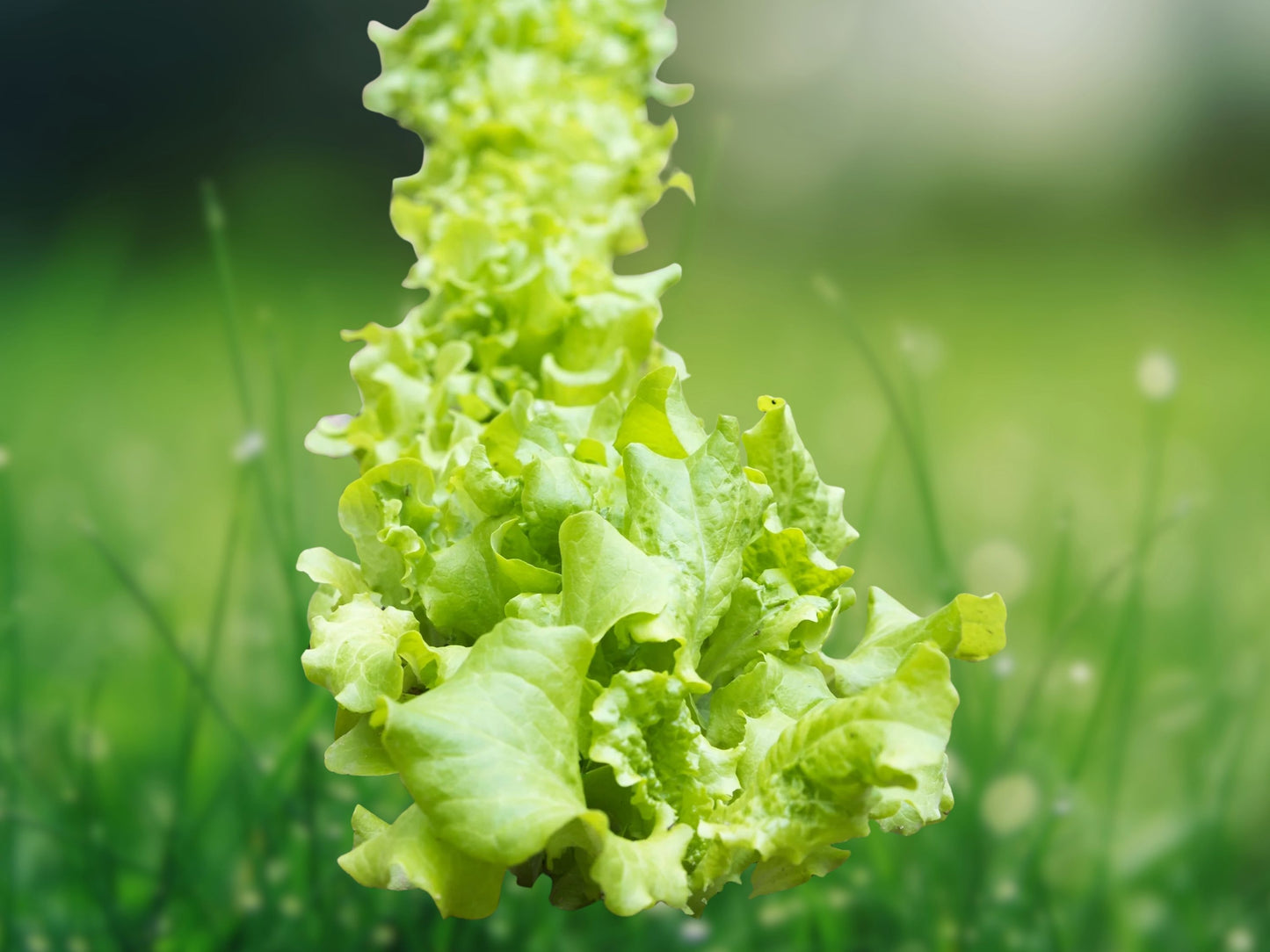Black Seeded Simpson Lettuce Seeds - High Yield Heirloom Non-GMO, Free Shipping Fast Shipping