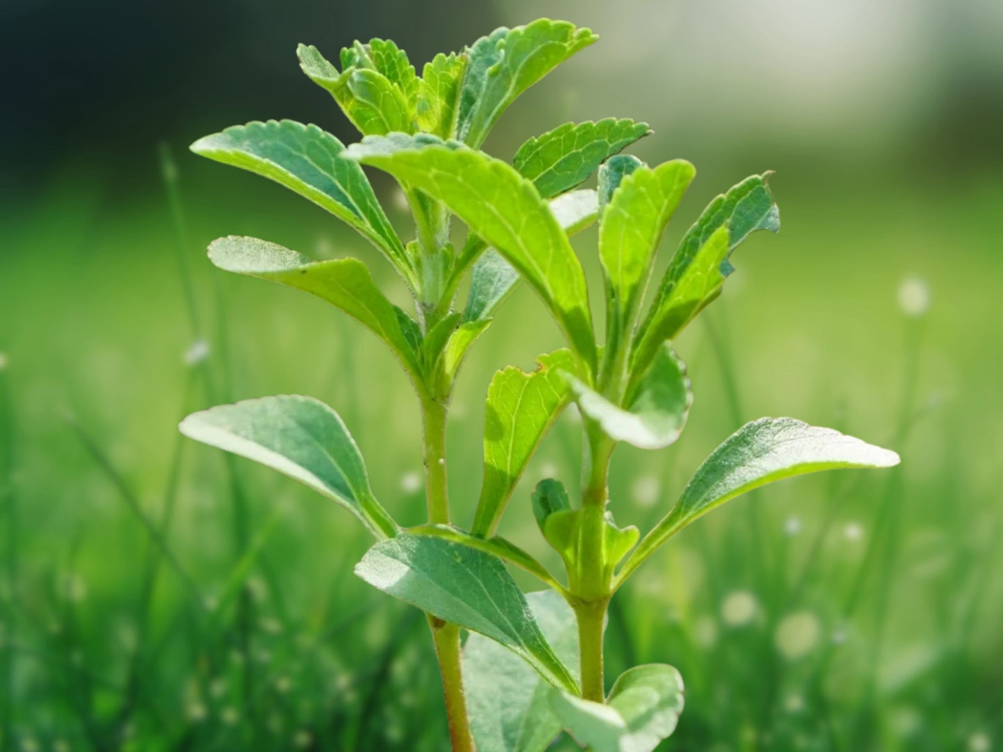 15 Stevia Seeds - Sweet Herb Plant Natural Sugar Substitute - Stevia rebaudiana