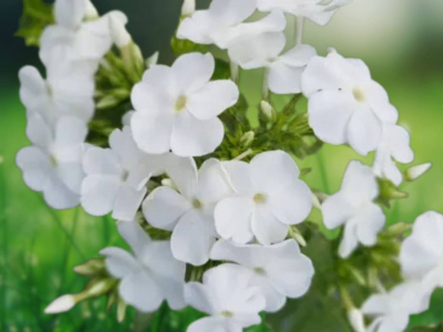 50 Pure White Phlox Seeds Perennial Flower for Bee and Butterfly Garden