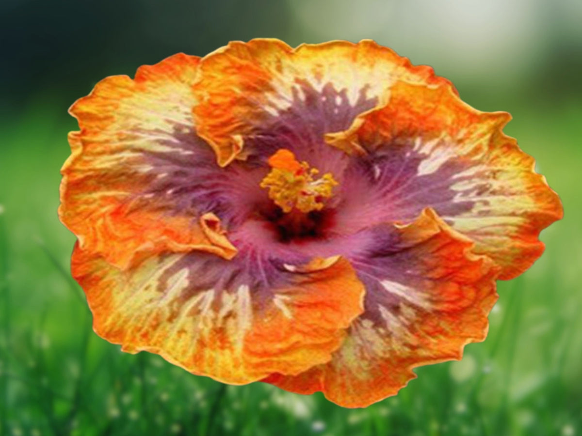 20 Orange Purple Hibiscus Seeds - Perennial Flower Seeds for Planting