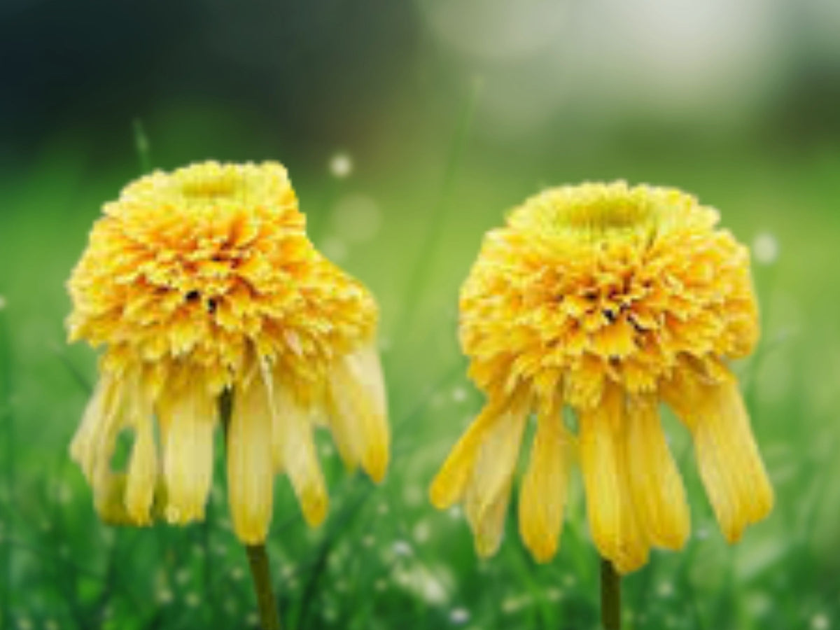50 Double Yellow Coneflower Seeds - Perennial Flower Seeds