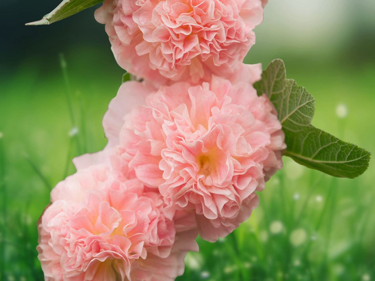 25 Seeds Hollyhock Brides Bouquet Perennial Flower