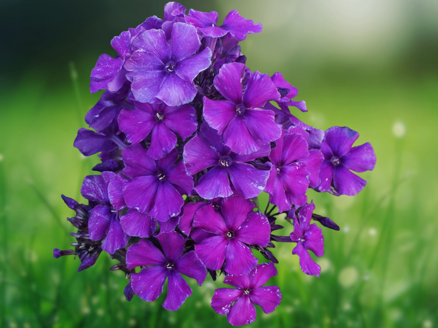 50 Bright Purple Phlox Seeds - Butterfly Flower Perennial Garden Flowers