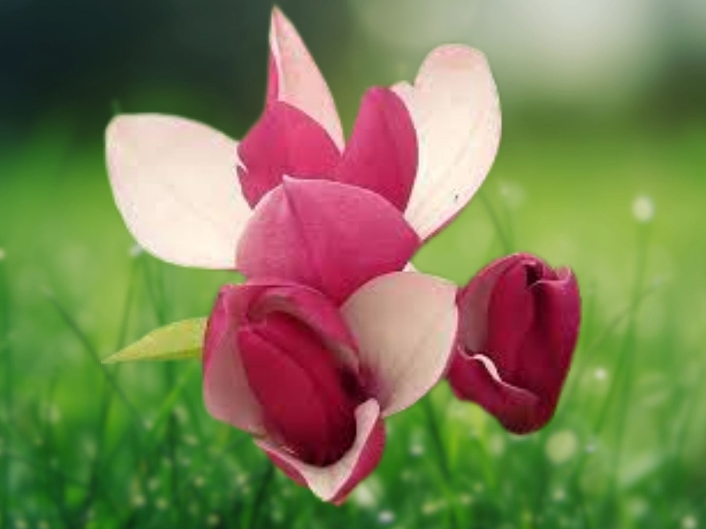 5 Seeds Alexandra Magnolia Lily Flower Tree Fragrant Tulip-Shaped Flowers