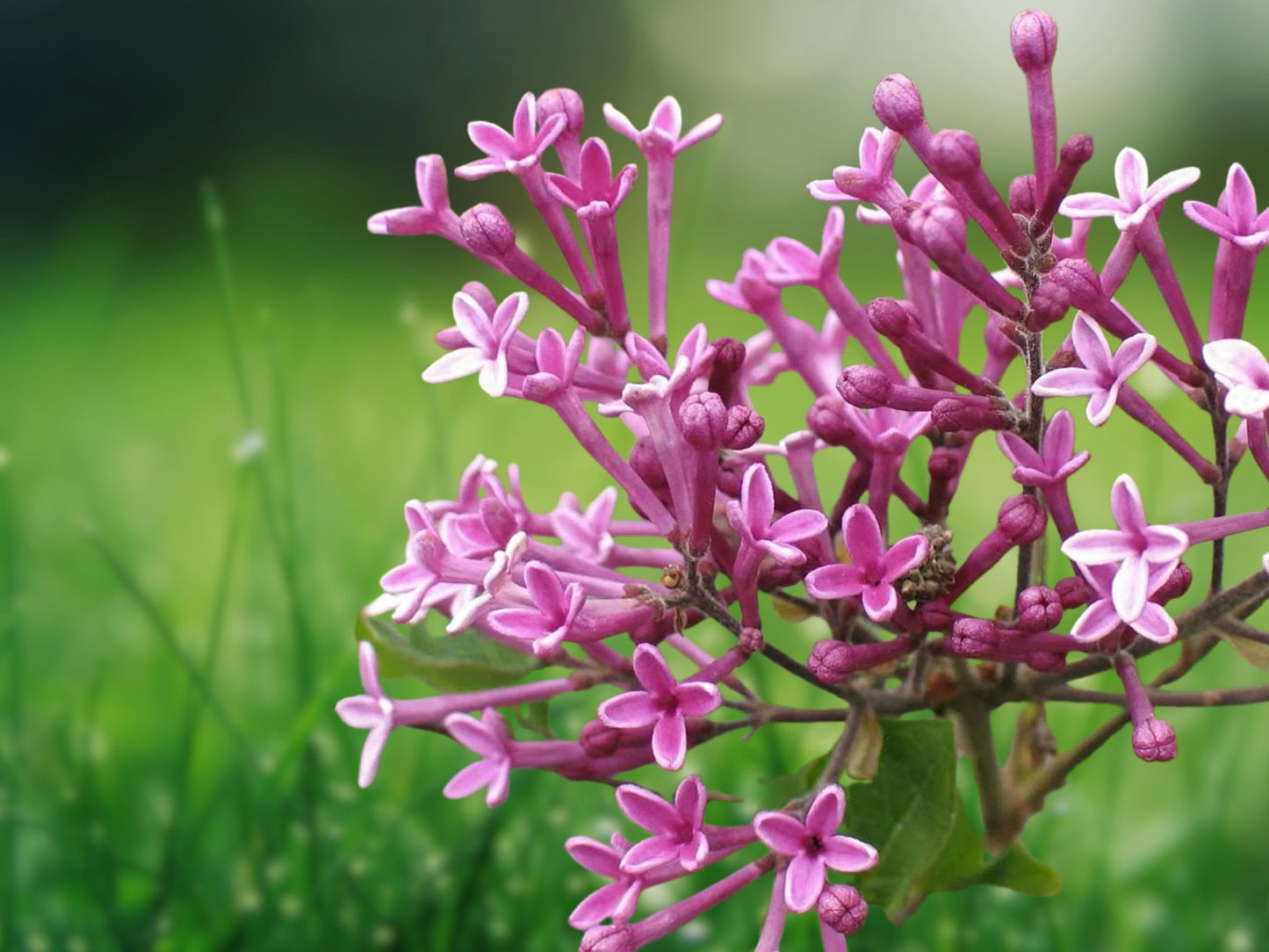 25 Seeds Lilac Tree Fragrant Periwinkle Blue Flowers Perennial