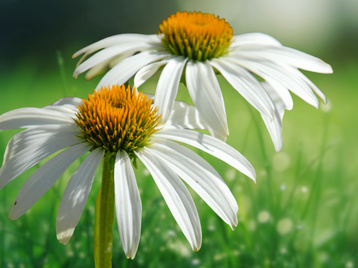 50 Pow Wow White Coneflower Seeds - Echinacea Perennial Flower