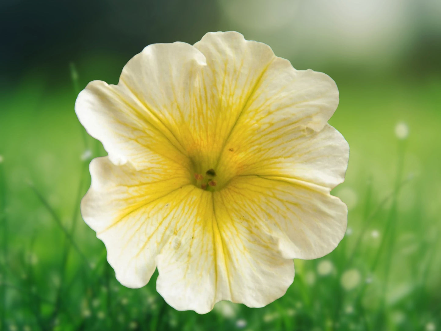 50 Yellow White Petunia Seeds - Trailing Blooms for Hanging Baskets & Containers