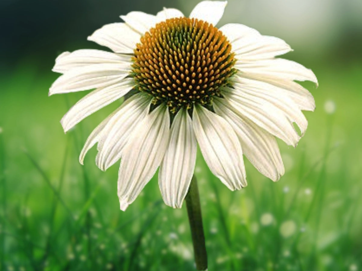 50 Blanco Coneflower Seeds – Echinacea Perennial Flower Seeds for Planting