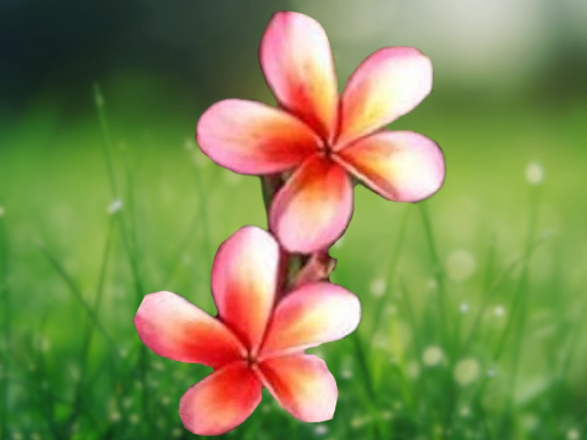 5 Red Orange Plumeria Seeds - Fragrant Perennial Flower Seeds for Planting