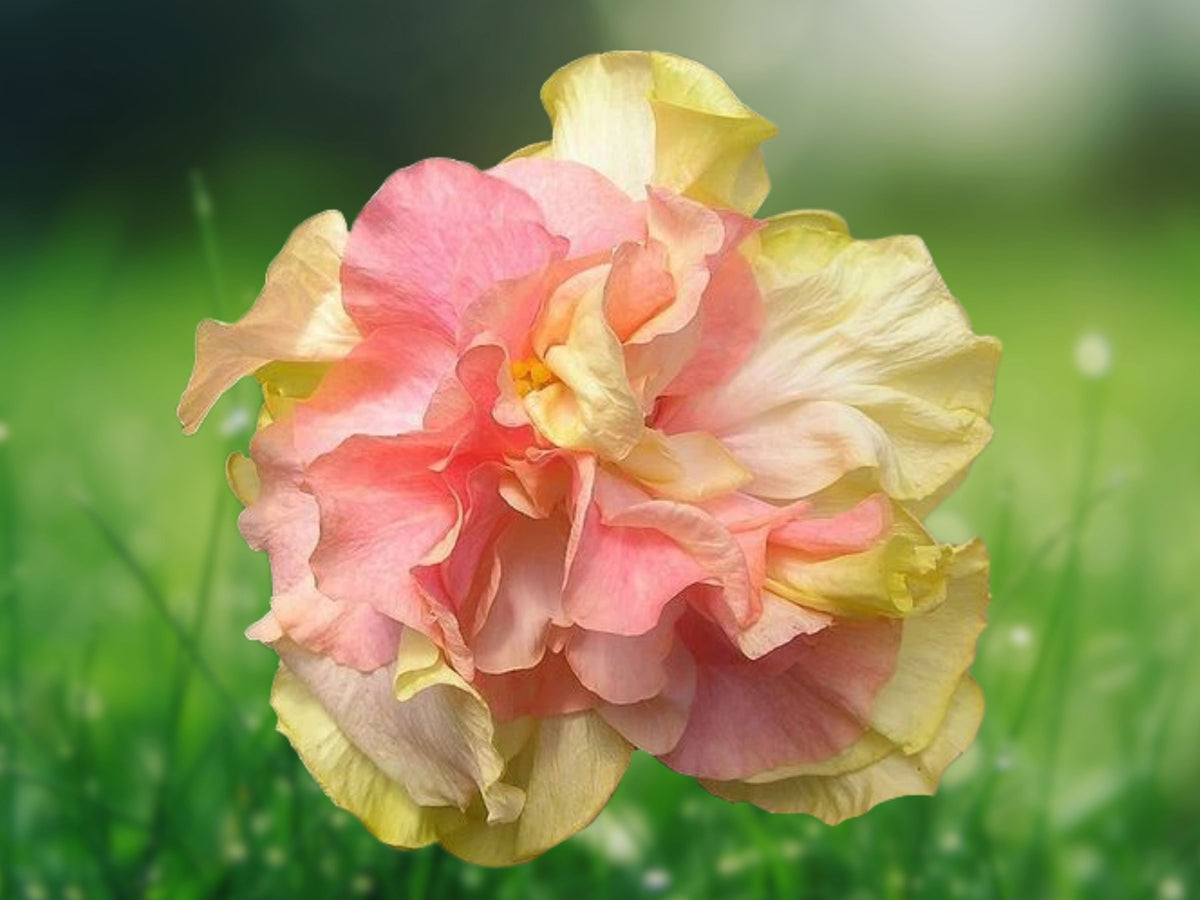 20 Double Pink Orange Hibiscus Seeds – Perennial Flower Seeds for Planting