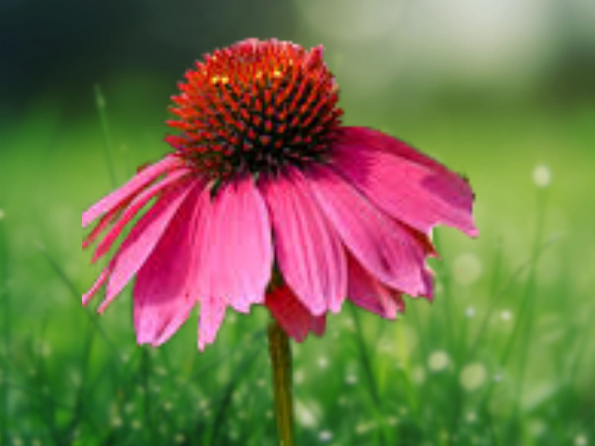 50 Coral Craze Coneflower Seeds – Echinacea Perennial Flower Seeds for Planting