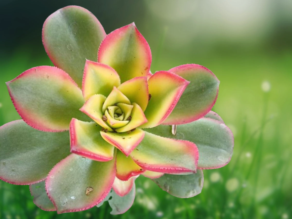 Aeonium Haworthii Kiwi Verde Tricolor Succulent in 2 Inch Pot